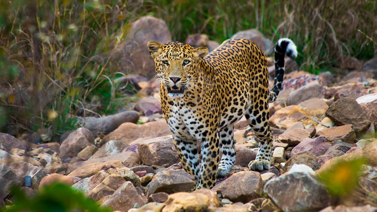 image search 1753184875470.jpg